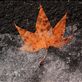 The fall surrenders, choose your way for the winter.