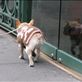 A New York dog..can you believe it? Her name was Peaches apparntly.. Views[30]
