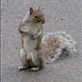 An acquaintance in Central Park: The Ninja Squirrel that would not fear anything and would let us come oh so close. Views[27]